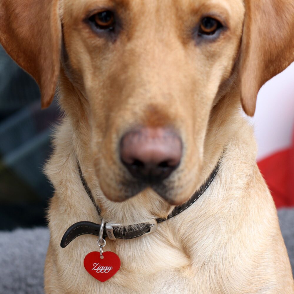 Personalised Heart Dog ID Tag